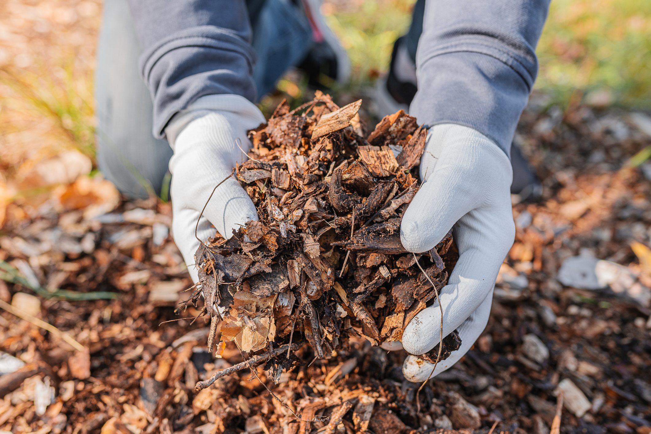 Commercial Tree Services 3